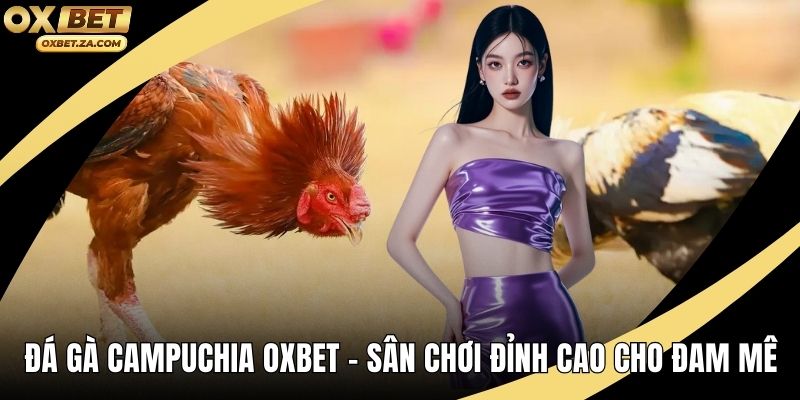 Đá Gà Campuchia OXBET