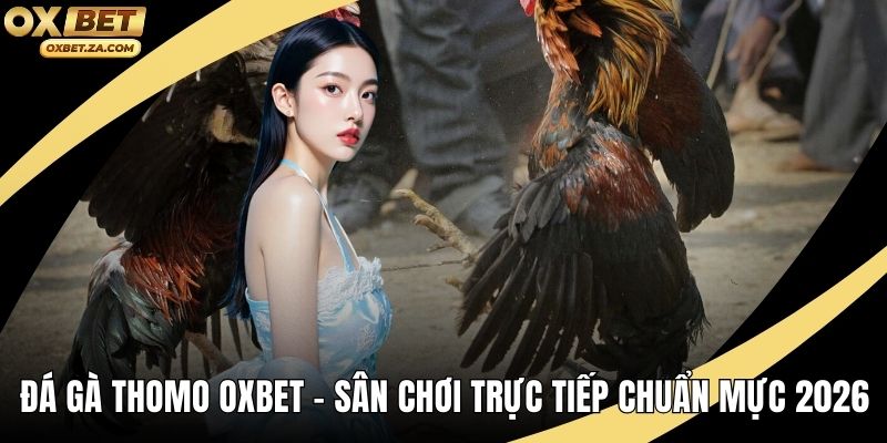 Đá Gà Thomo OXBET