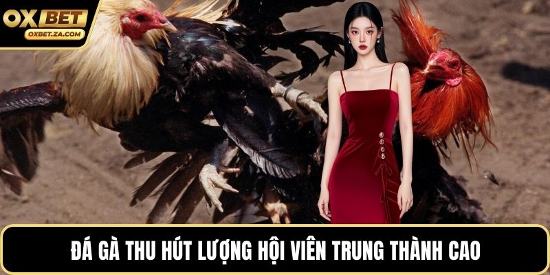 Đá gà thu hút lượng hội viên trung thành cao