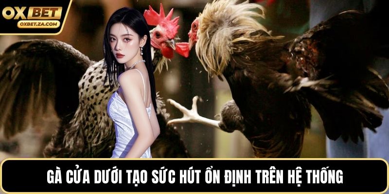 Gà cửa dưới tạo sức hút ổn định trên hệ thống