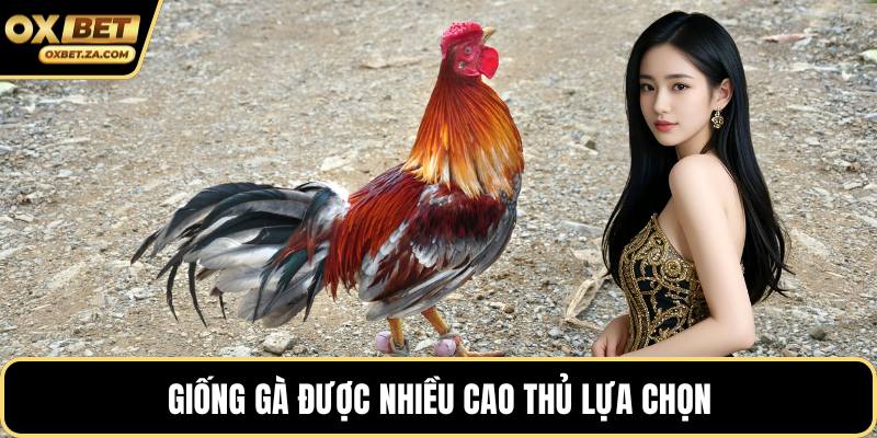 Giống gà được nhiều cao thủ lựa chọn
